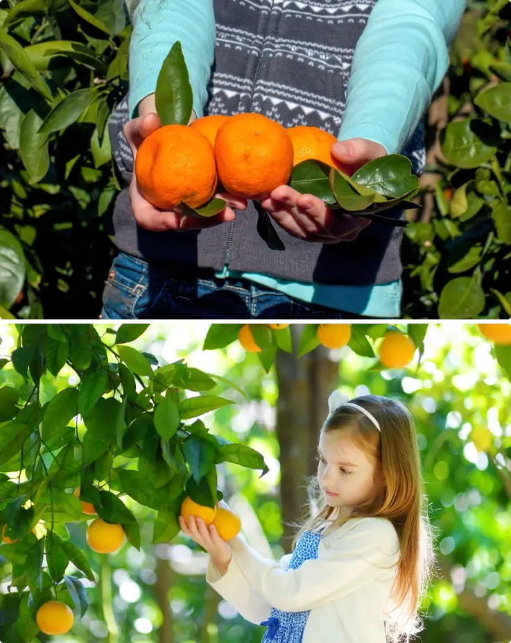 Visitors picking fresh tangerines on Jeju Island