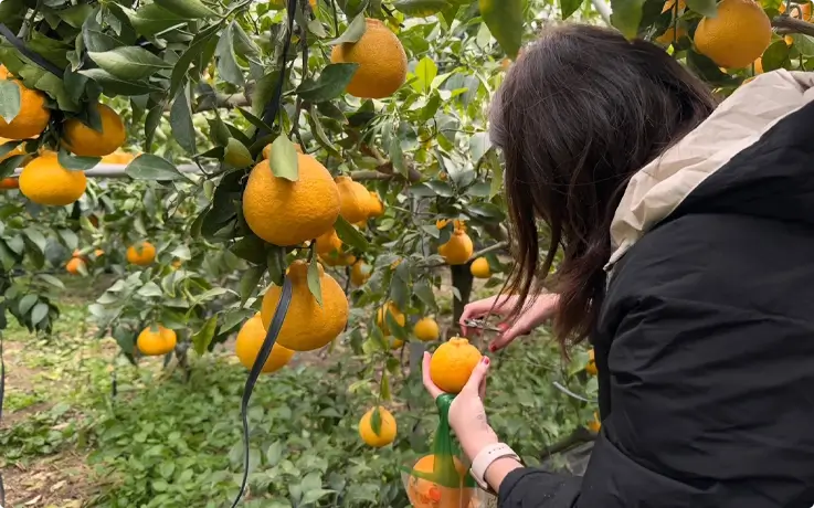 Visitor picking fresh tangerines on Jeju Island