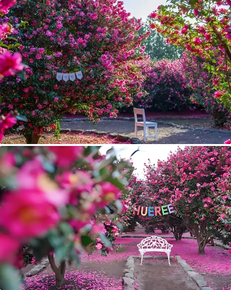Camellia flowers in full bloom at Hueree Nature Life Park on Jeju Island