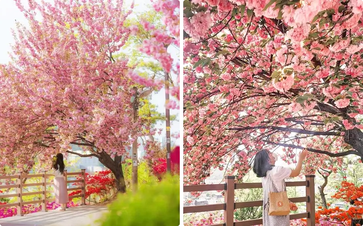 King Cherry Blossoms at Wansan Park
