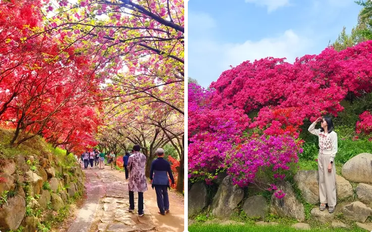 King cherry blossoms on the left and visitor taking photos with spring flowers on the right at Wansan Park