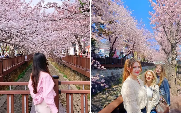 Visitors taking photos against a backdrop of cherry blossoms at Yeojwacheon Stream during the Jinhae Gunhangje Festival