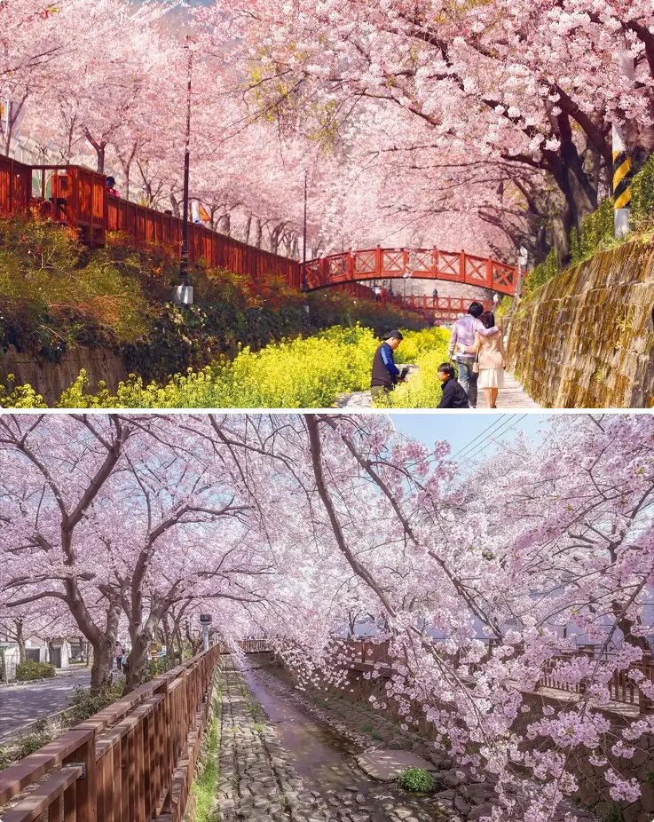 Cherry blossoms at Yeojwacheon Stream during the Jinhae Gunhangje Festival