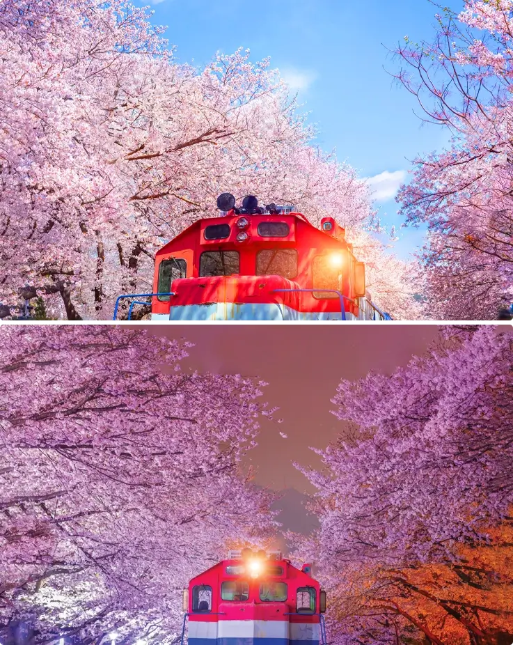 Train passing through Gyeonghwa Station with cherry blossoms during the day on top and at night on the bottom