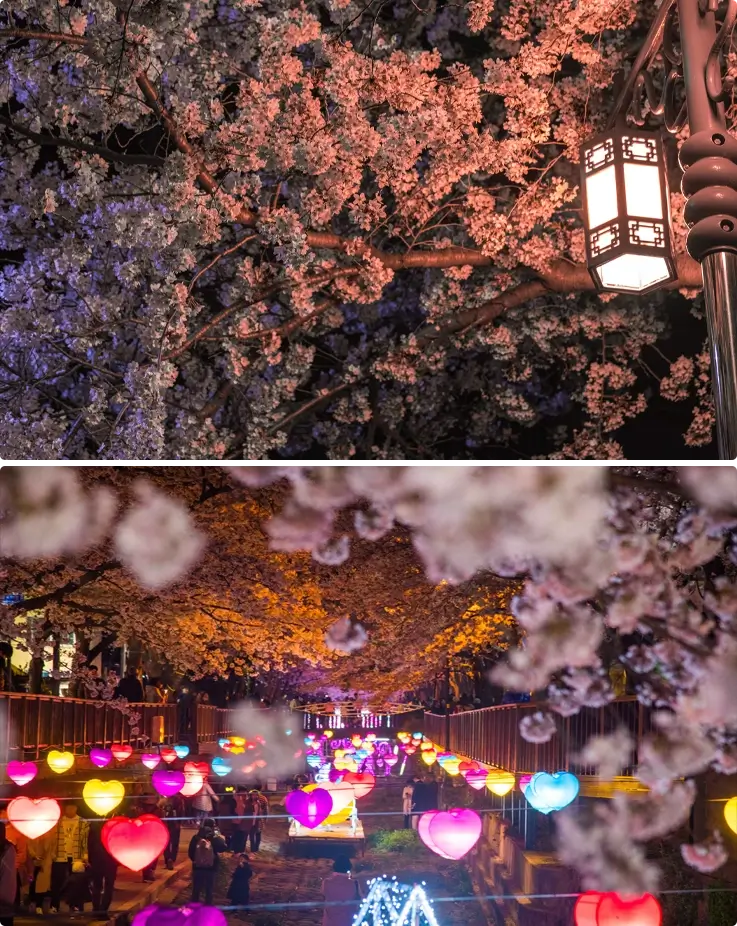 Cherry blossoms in Yeojwacheon Stream in Busan