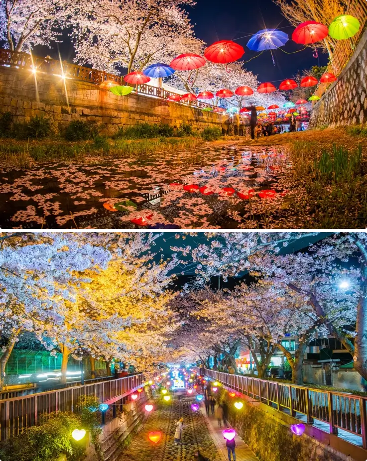 Cherry blossoms in Yeojwacheon Stream in Busan