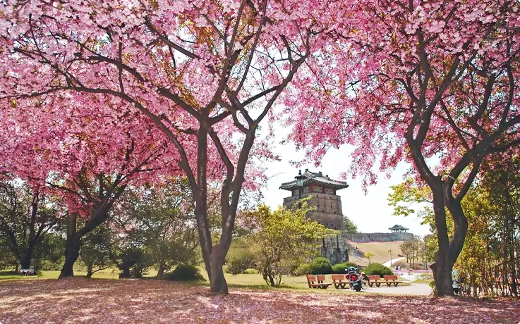 King cherry blossoms at Suwon Hwaseong Fortress