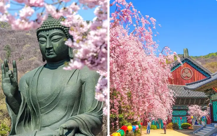 Cherry blossoms at Gakwonsa Temple