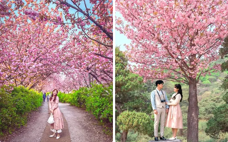 Visitors taking photos with king cherry blossoms at Gakwonsa Temple