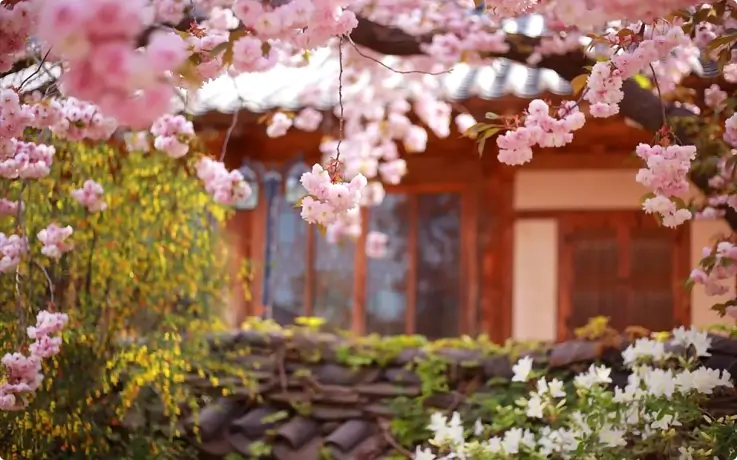 Cherry blossoms at Munsusa Temple