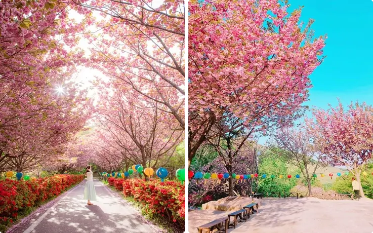 Cherry blossoms at Gaesimsa temple in Suwon