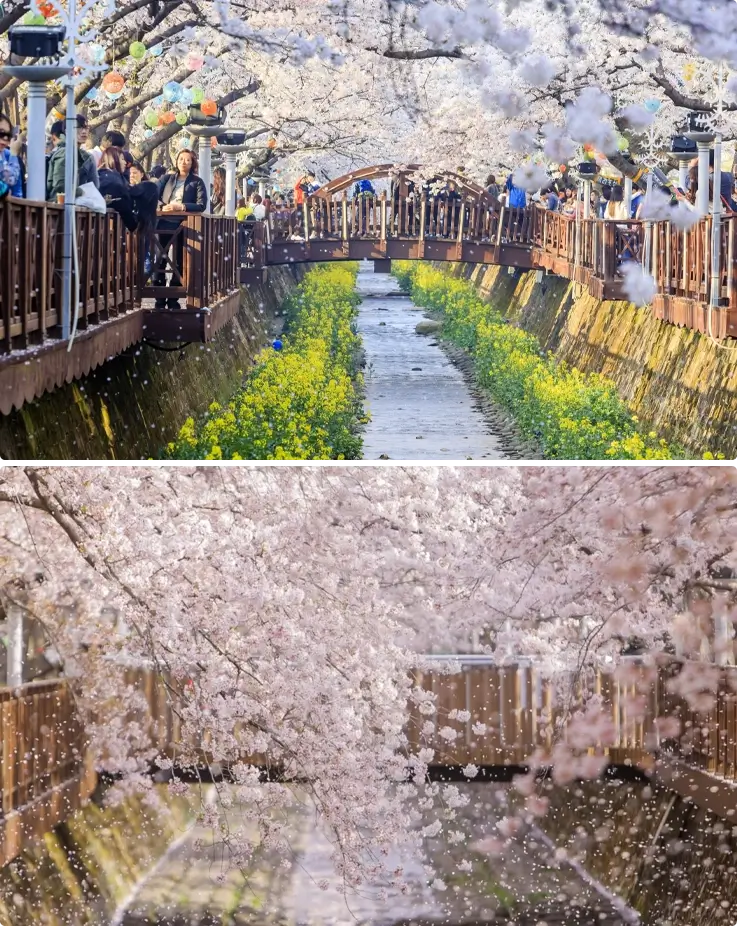 Cherry blossoms at Jinhae Cherry Blossom Festival