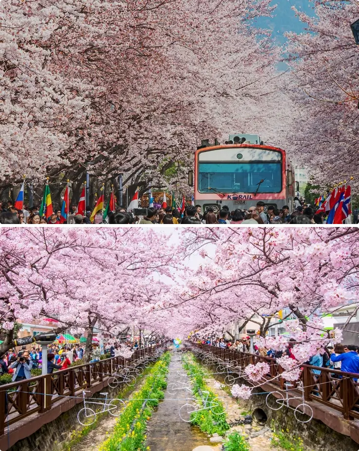 Cherry blossoms at Jinhae Cherry Blossom Festival