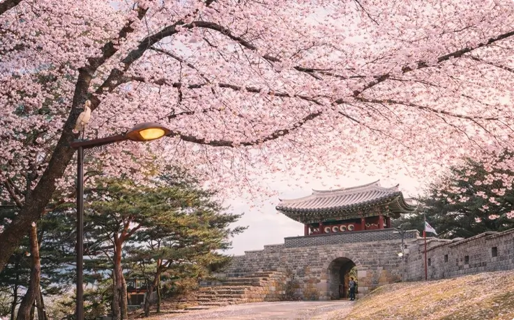 Suwon Hwaseong Fortress covered in cherry blossoms