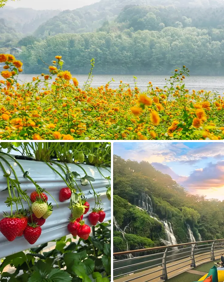 Spring flowers bloom at Nami Island on the left, strawberries at a local farm on the bottom left, and Hongjecheon waterfall on the bottom right