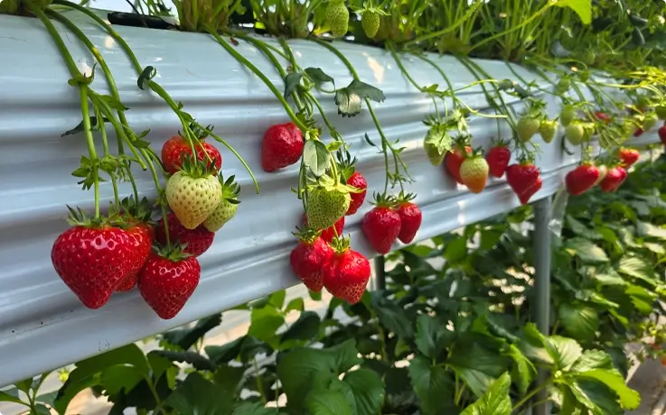 Strawberry picking experience at a local farm near Seoul