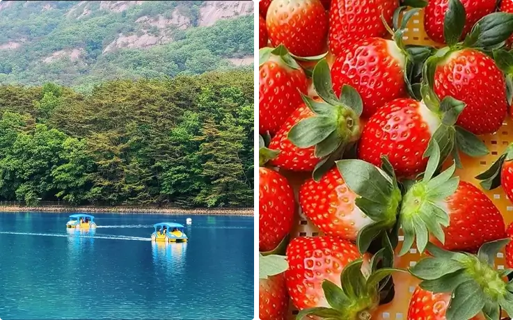 Sanjeong lake in spring on the left, strawberries on the right