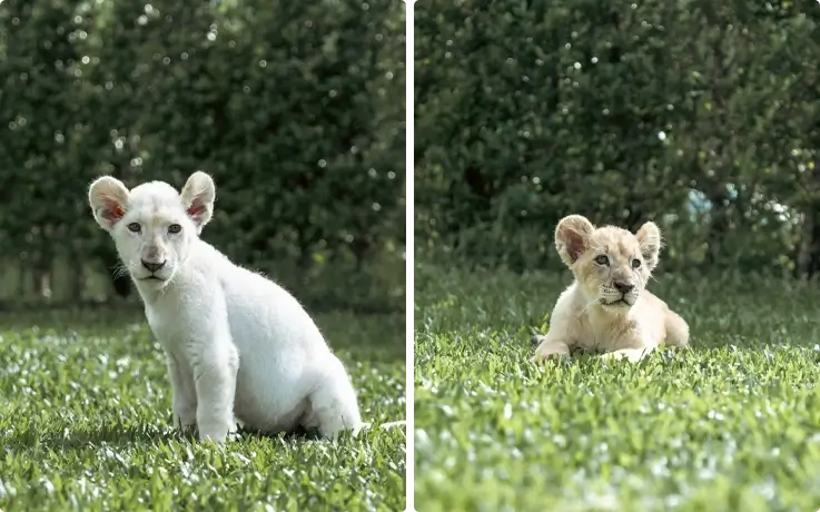 Baby cubs at Lion land Phuket