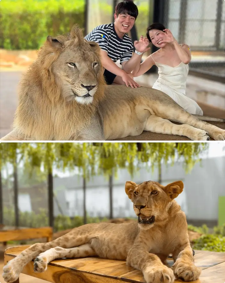 Visitors taking photos with a big lion at Lion Land Phuket on the top, and a close-up photo of a big lion on the bottom