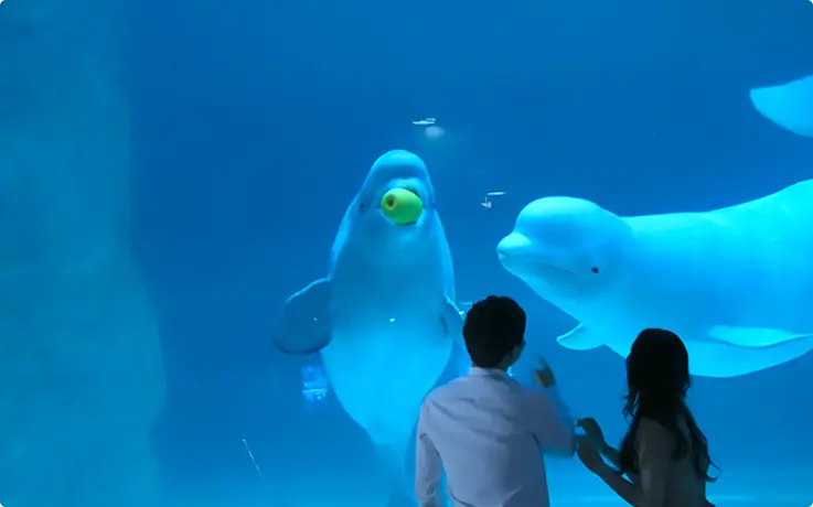 Visitors watching beluga whales at Lotte World Aquarium