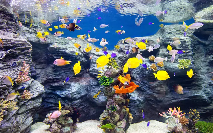 Colorful tropical fish at Lotte World Aquarium