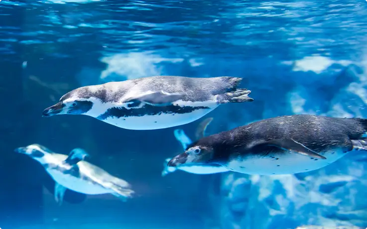 Penguins at Lotte World Aquarium