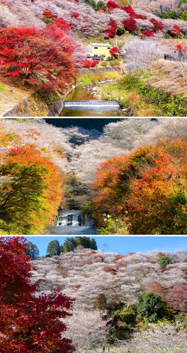 Cherry blossoms and fall foliage at Senmi Shikizakura no Sato