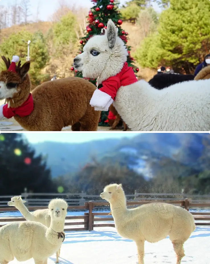 Alpacas with Christmas decorations in a snowy winter setting