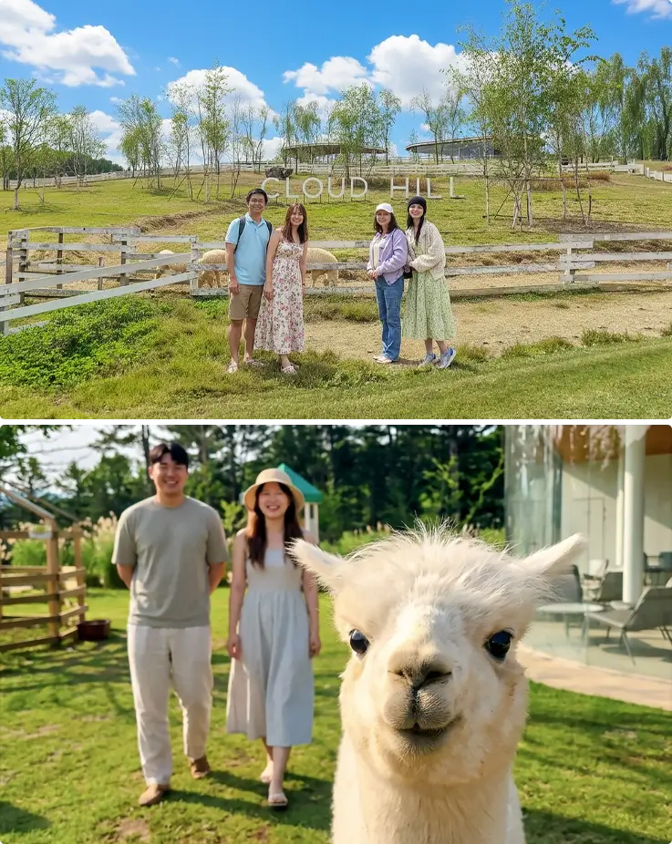 Visitors at Alpaca Garden on top, a close-up shot of Alpaca with visitors in the background