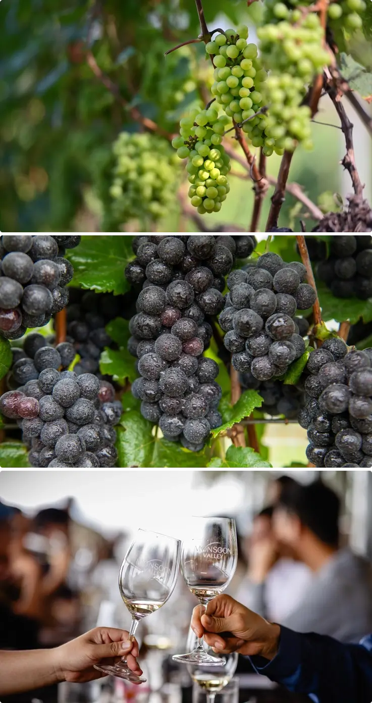 Monsoon Valley Vineyard in Hua Hin