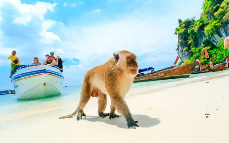 Monkeys at Monkey Beach near Phuket