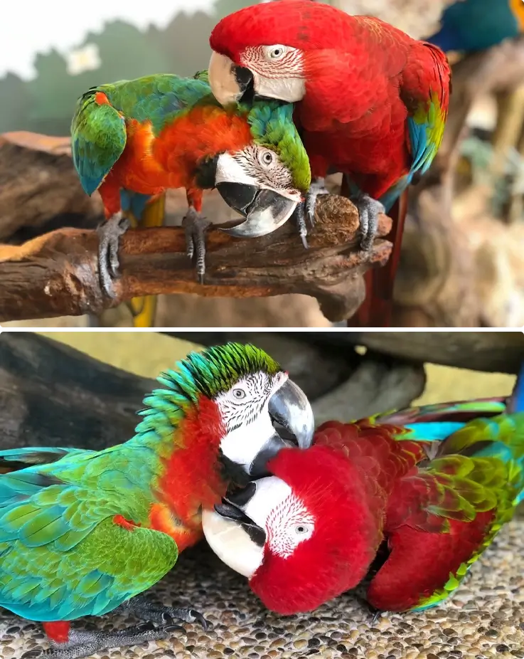 Macaws at Phuket Bird Park