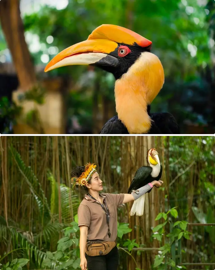 A great hornbill perched above and a bird resting on a zookeeper's hand at Phuket Bird Park