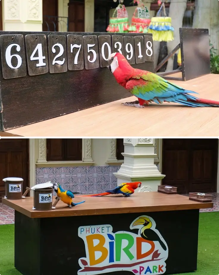 Macaws performing bird shows at Phuket Bird Park
