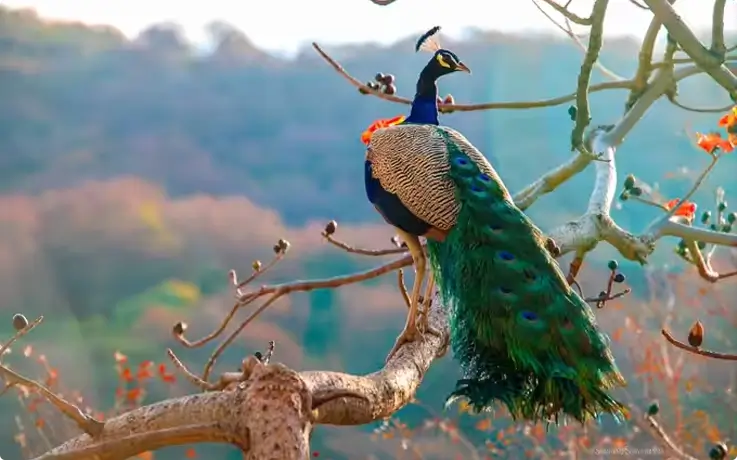 Peacock at Phuket Bird Park