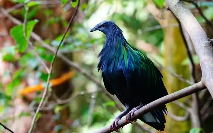 Nicobar pigeon at Phuket Bird Park