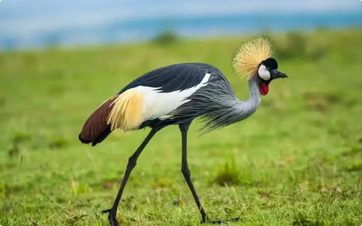 African crowned crane at Phuket Bird Park
