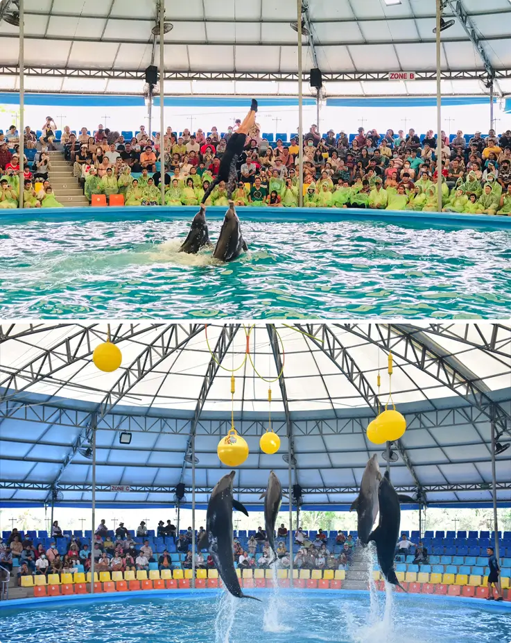 Dolphins performing at Phuket Dolphins Bay