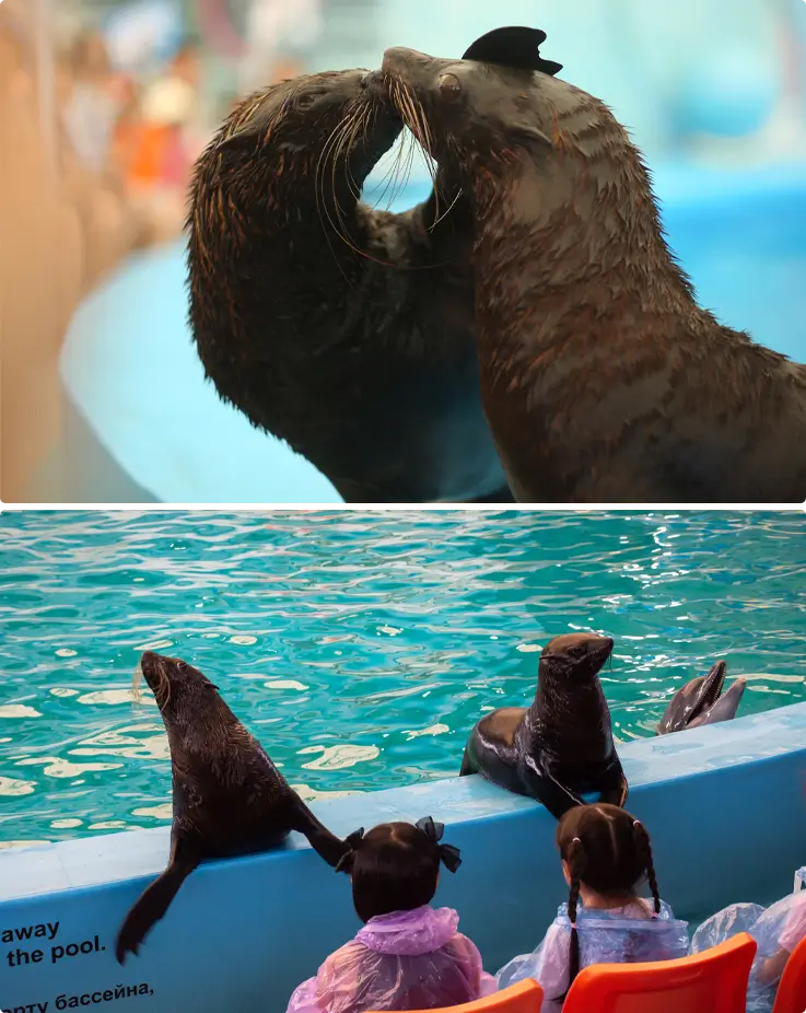Sealions at Phuket Dolphins Bay
