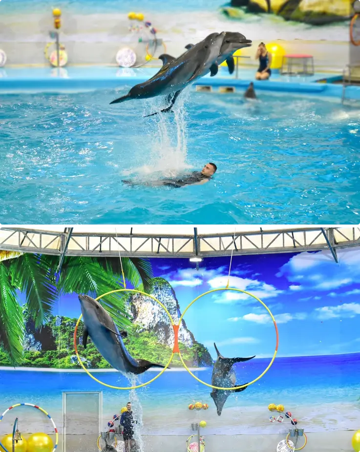 Dolphins performing at Phuket Dolphins Bay