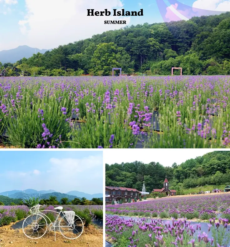 Pocheon Herb Island in summer