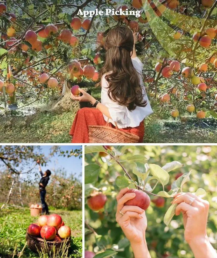 Apple picking experience near Pocheon