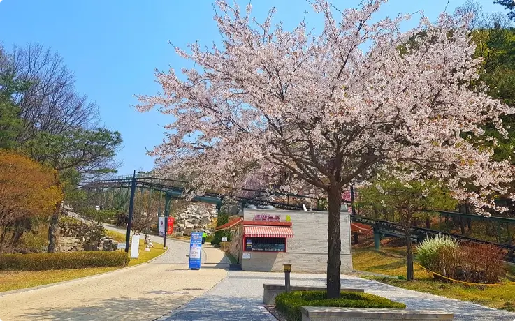 Cherry blossoms in Pocheon Art Valley