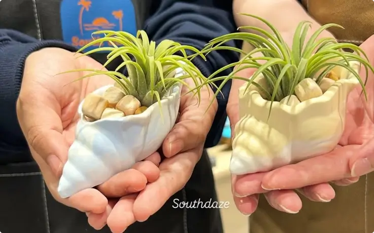 Shell shaped mini plant pot made from eco-friendly resin at South Daze in Gwangalli, Busan