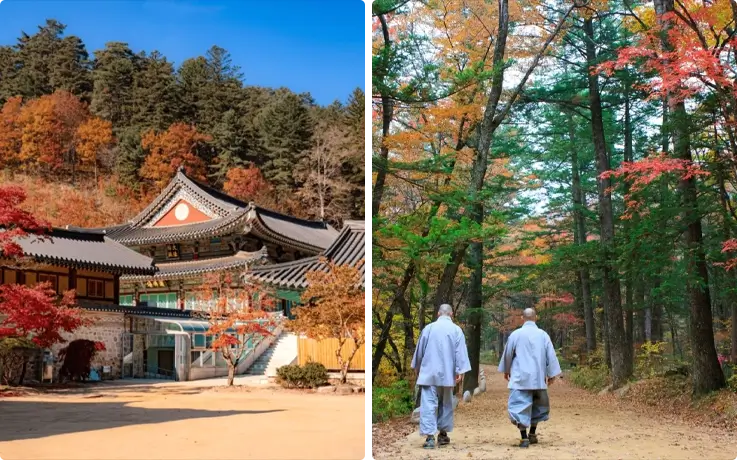 Woljeongsa Temple surrounded by autumn foliage on the left and monks walking through fir trees on the right