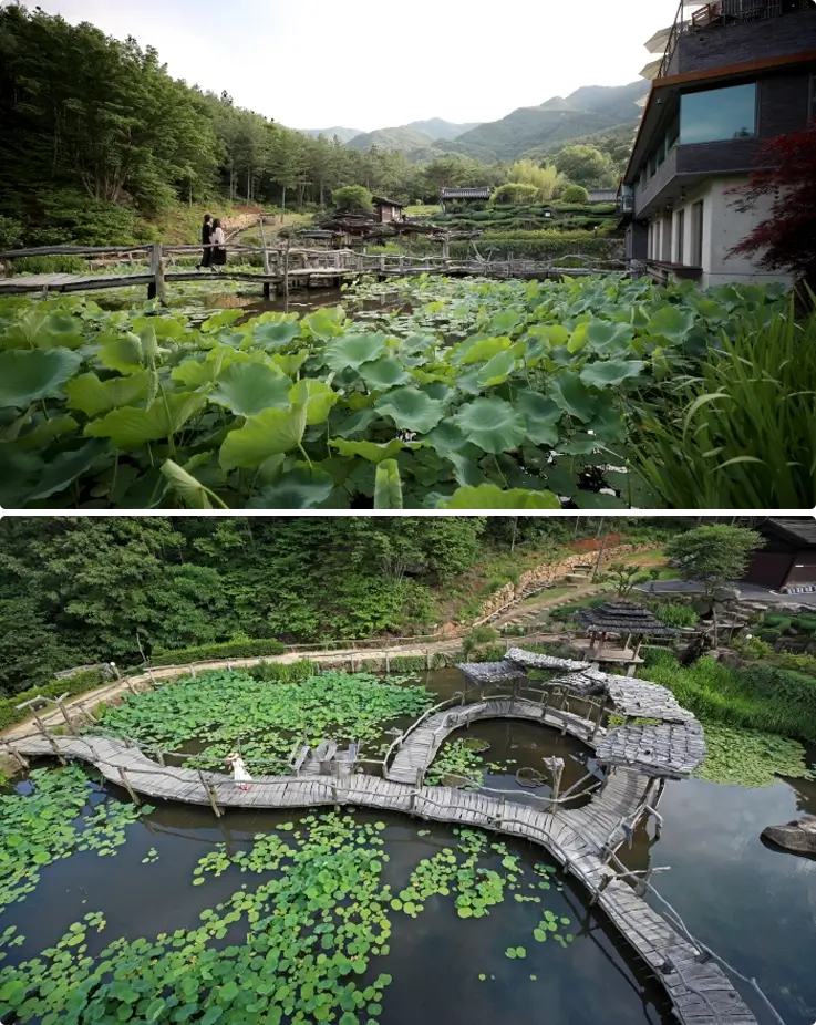 Lotus flowers at Suseonsa Temple in Sancheong