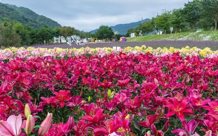 Vibrant colored flowers at Inje Autumn Flower Festival