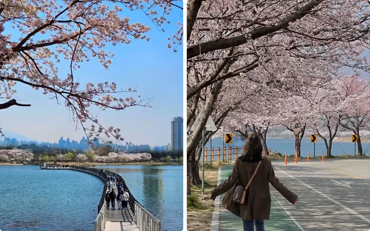 Visitors walking along the path by Yeongnangho Lake on the left, and a visitor walking through a cherry blossom-covered path on the right