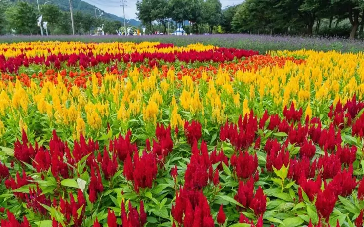 Vibrant colored flowers at Inje Autumn Flower Festival