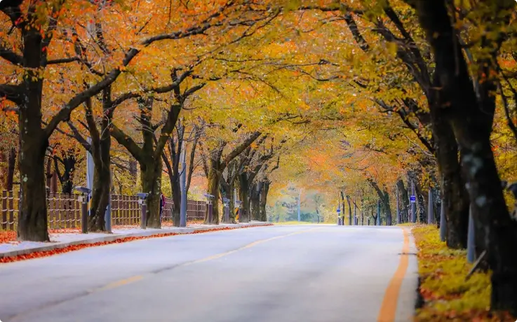 Pathway in Seoraksan National Park lined with yellow autumn trees